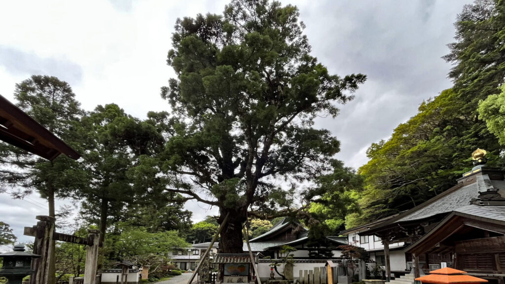 四國遍路第2番極樂寺_長命杉01