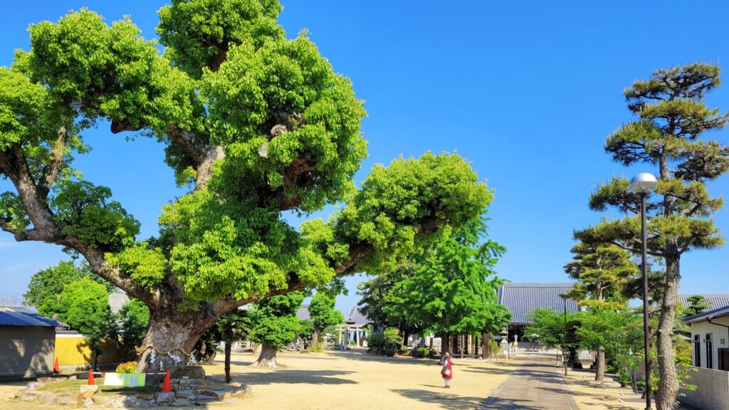 四國遍路第76番金倉寺_境內風景