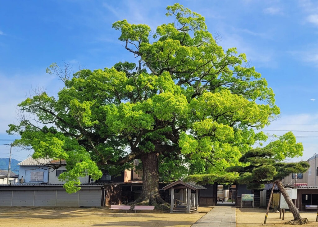 四國遍路第87番長尾寺_大樟樹